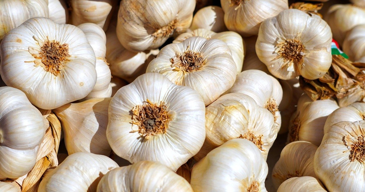 Garlic bulbs and cloves for fall planting