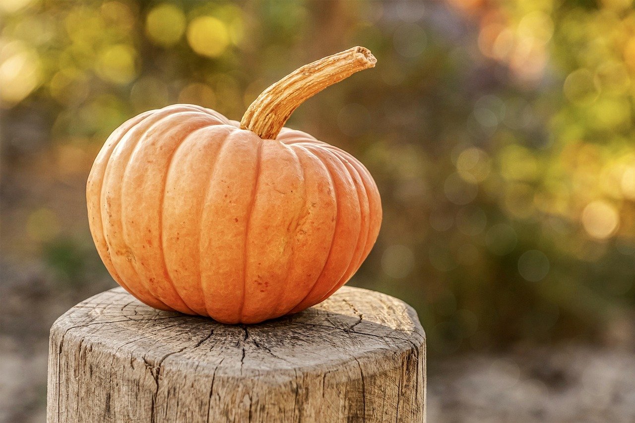 Harvest pumpkins in neutral tones