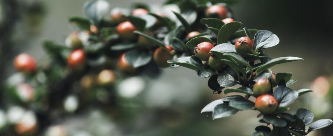Fall Planting Trees and Shrubs: Why Autumn Works Best