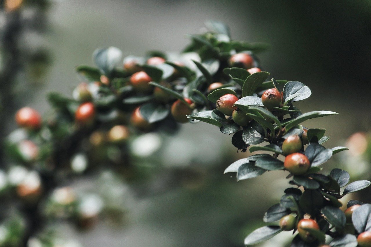Fall Planting Trees and Shrubs: Why Autumn Works Best
