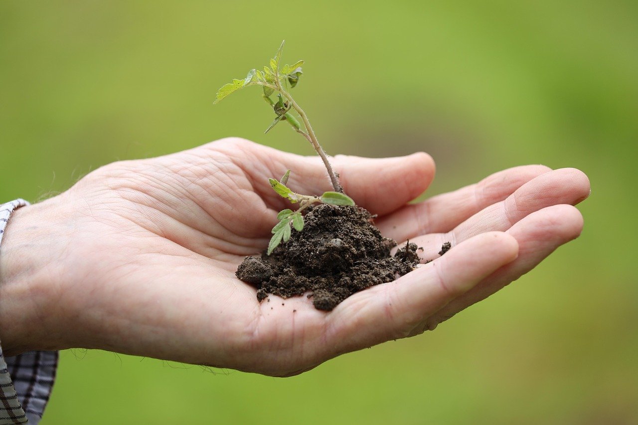 Planting a shrub in garden soil
