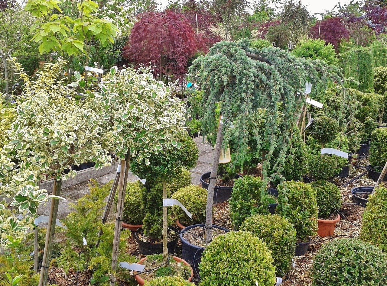 Young plants at a garden nursery